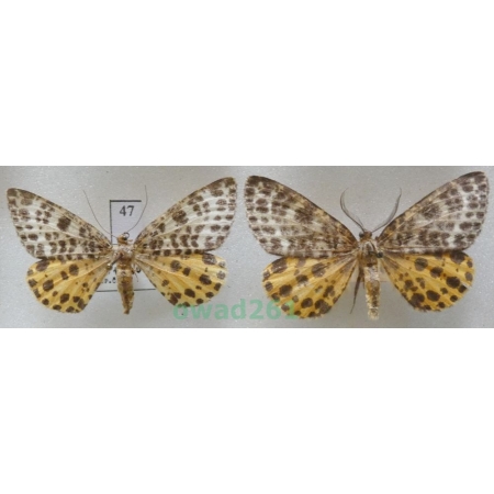 Arichanna melanaria (Linnaeus, 1758) pair Czech47